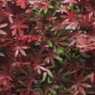 jardin-vertical-50x50cm-serie-red-maple-donna-garden-2.jpg