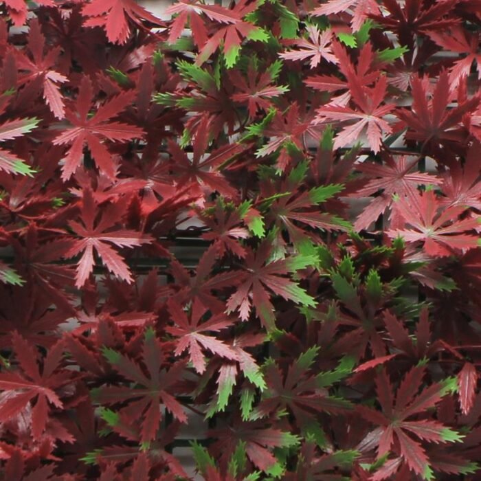 jardin-vertical-50x50cm-serie-red-maple-donna-garden-2.jpg